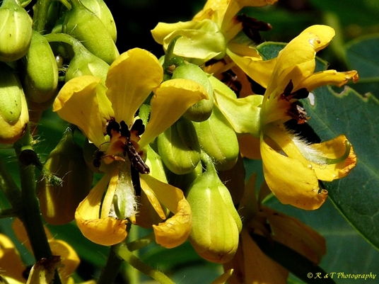 {Senna hebecarpa}